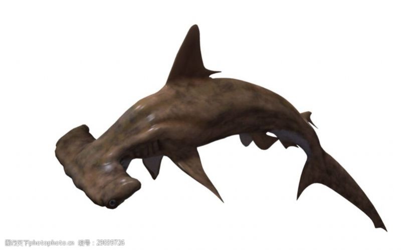 双髻鲨图片素材