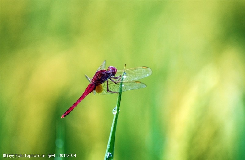 完全变态昆虫图片素材