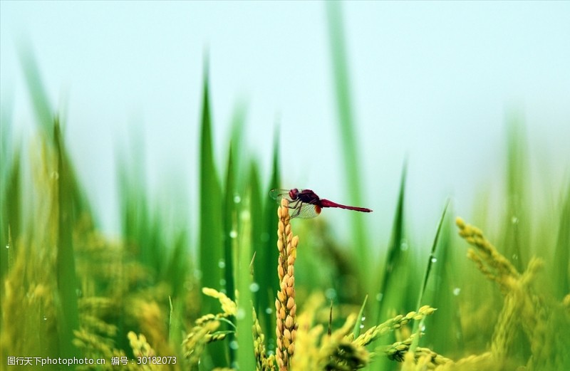 完全变态昆虫图片素材