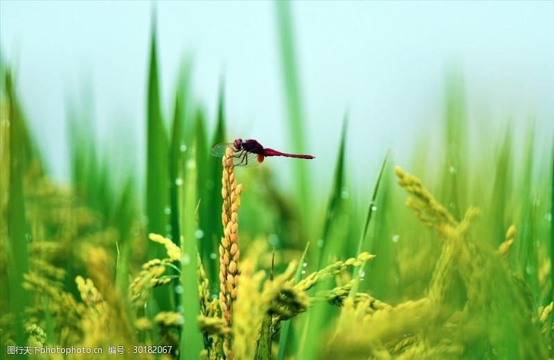 完全变态昆虫图片素材