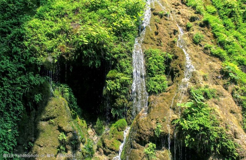 河南苔藓