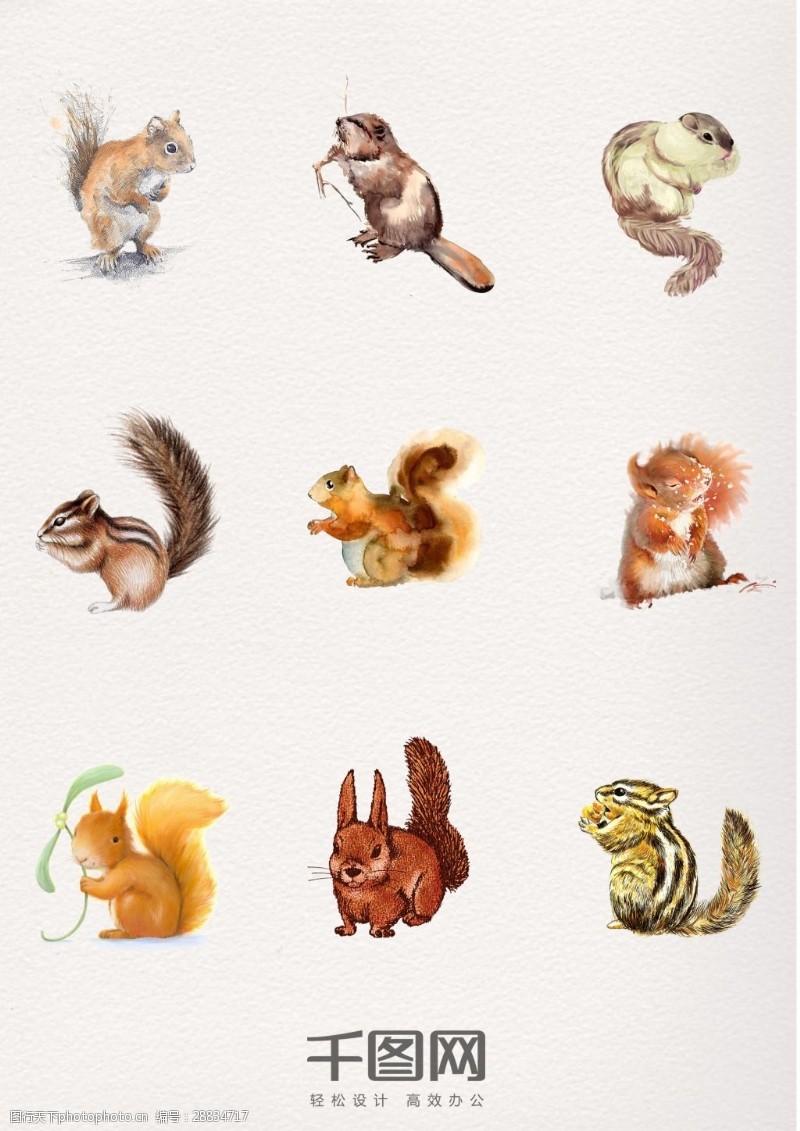 鼠绘一组水彩动物松鼠设计素材