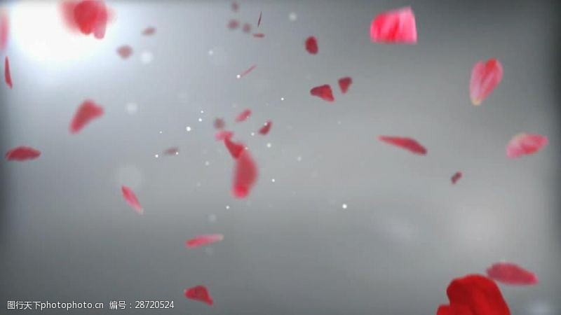 浪漫唯美花瓣飞舞动态视频素材