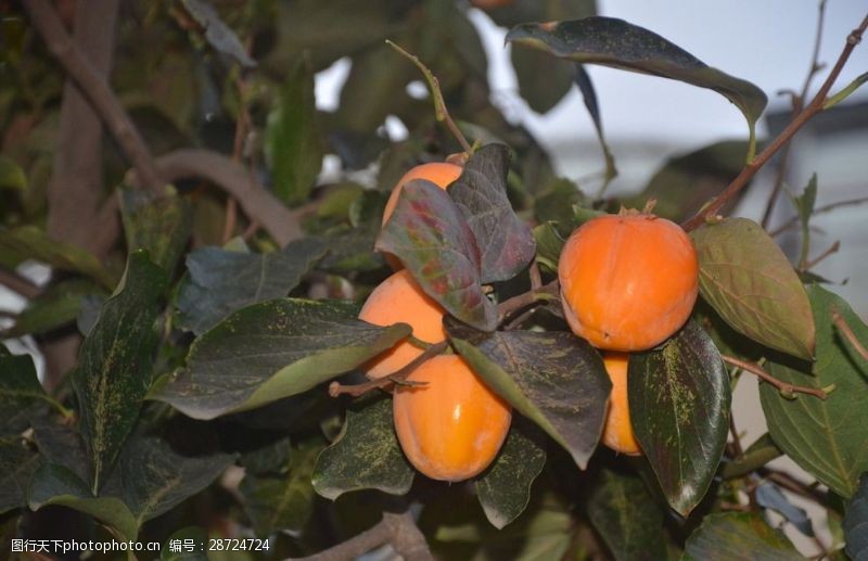 红枣叶柿