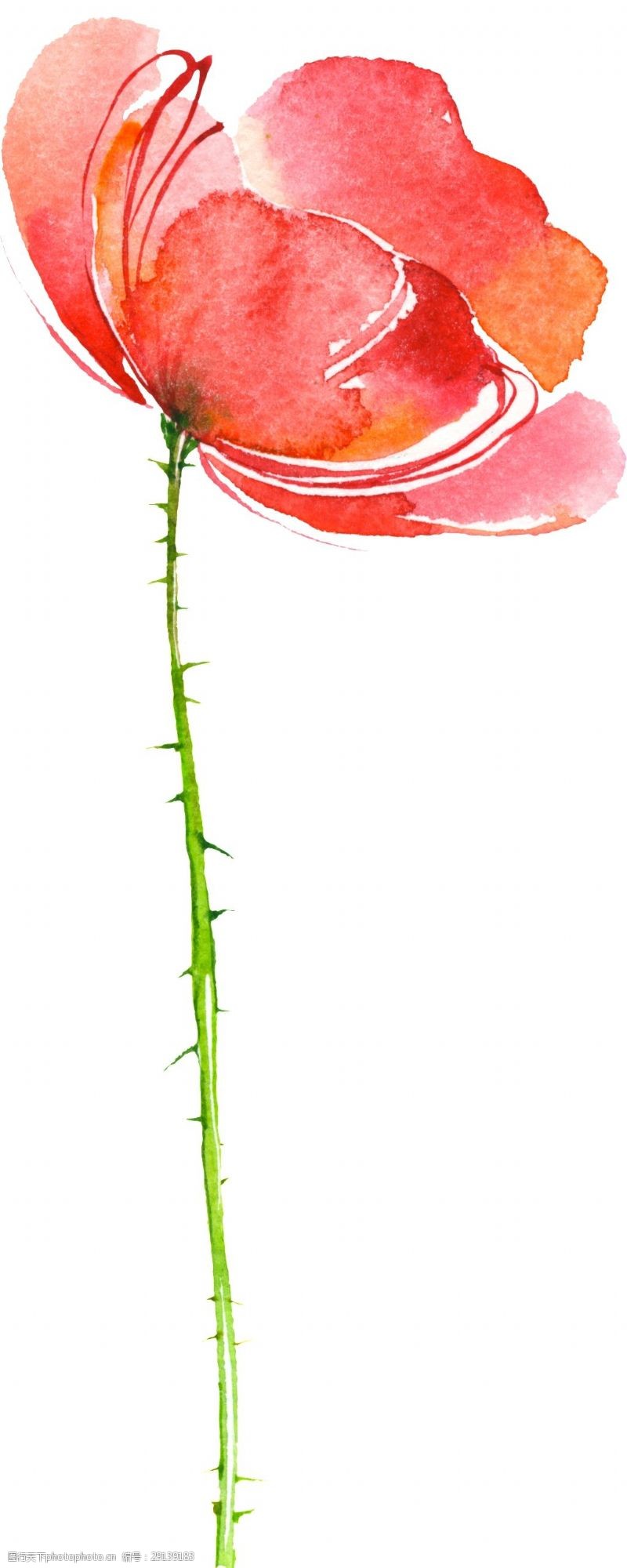 抠图专用水墨涂鸦花卉透明素材