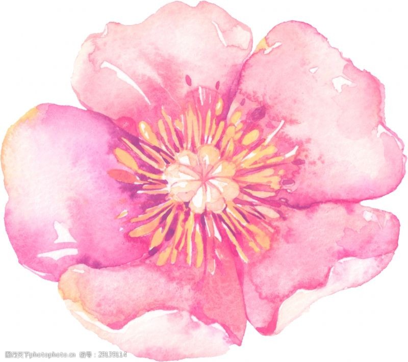 抠图专用粉色优质花卉透明素材