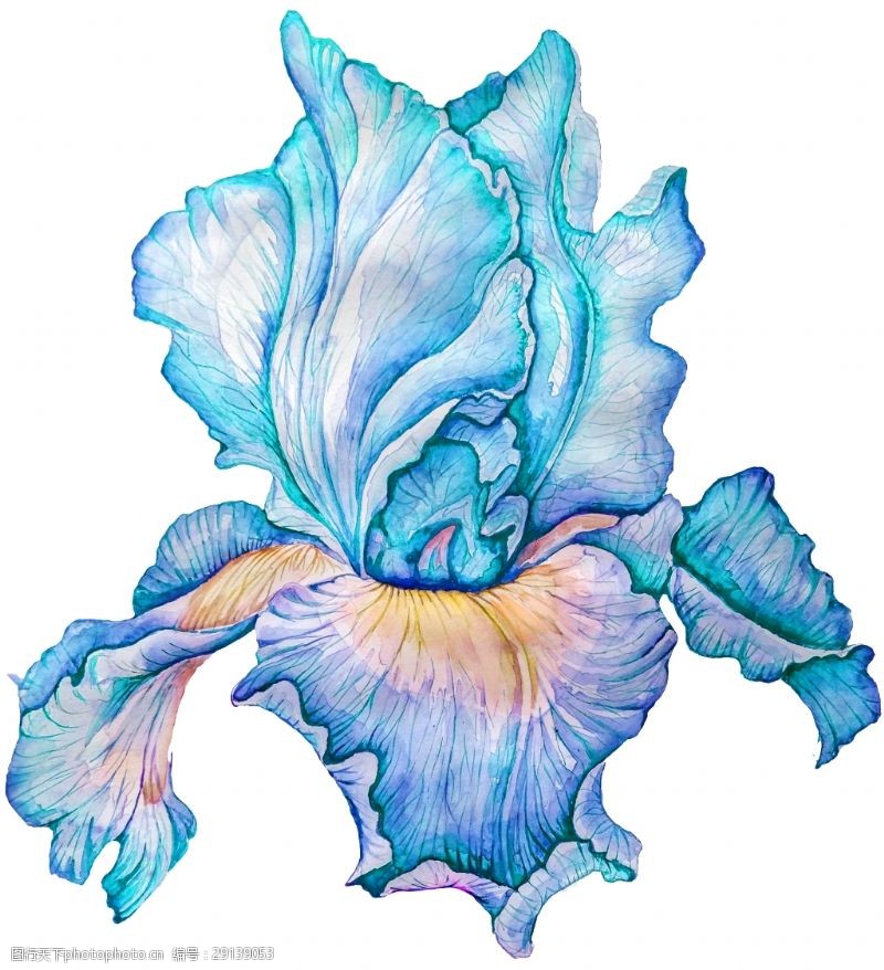 抠图专用蓝色绽放花卉透明素材