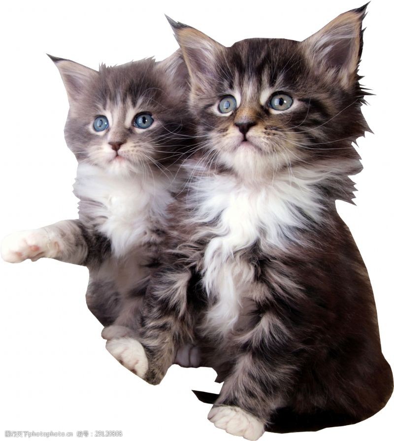 两只手手绘两只灰色可爱猫咪png透明素材