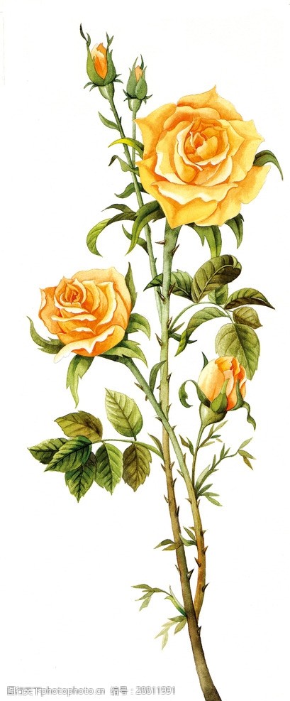 花的漫画图图片免费下载 花的漫画图素材 花的漫画图模板 图行天下素材网