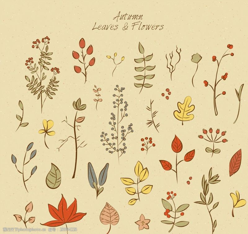 底纹边款31款彩绘秋季叶子和花卉矢量图
