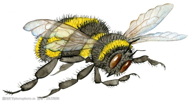 抠图专用蜜蜂卡通透明素材