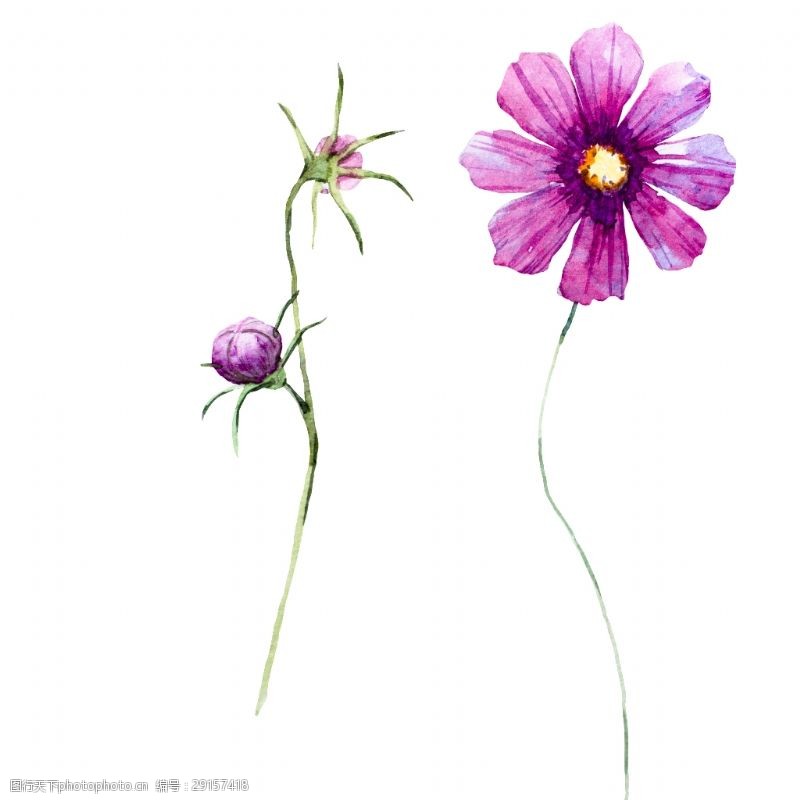 花束装饰紫色太阳花卡通透明素材