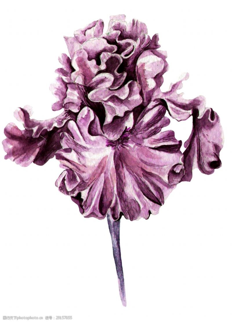 花束装饰彩紫花蕊卡通透明素材
