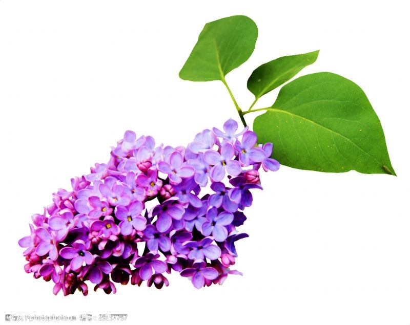 花束装饰高雅美丽的紫色花束png透明素材