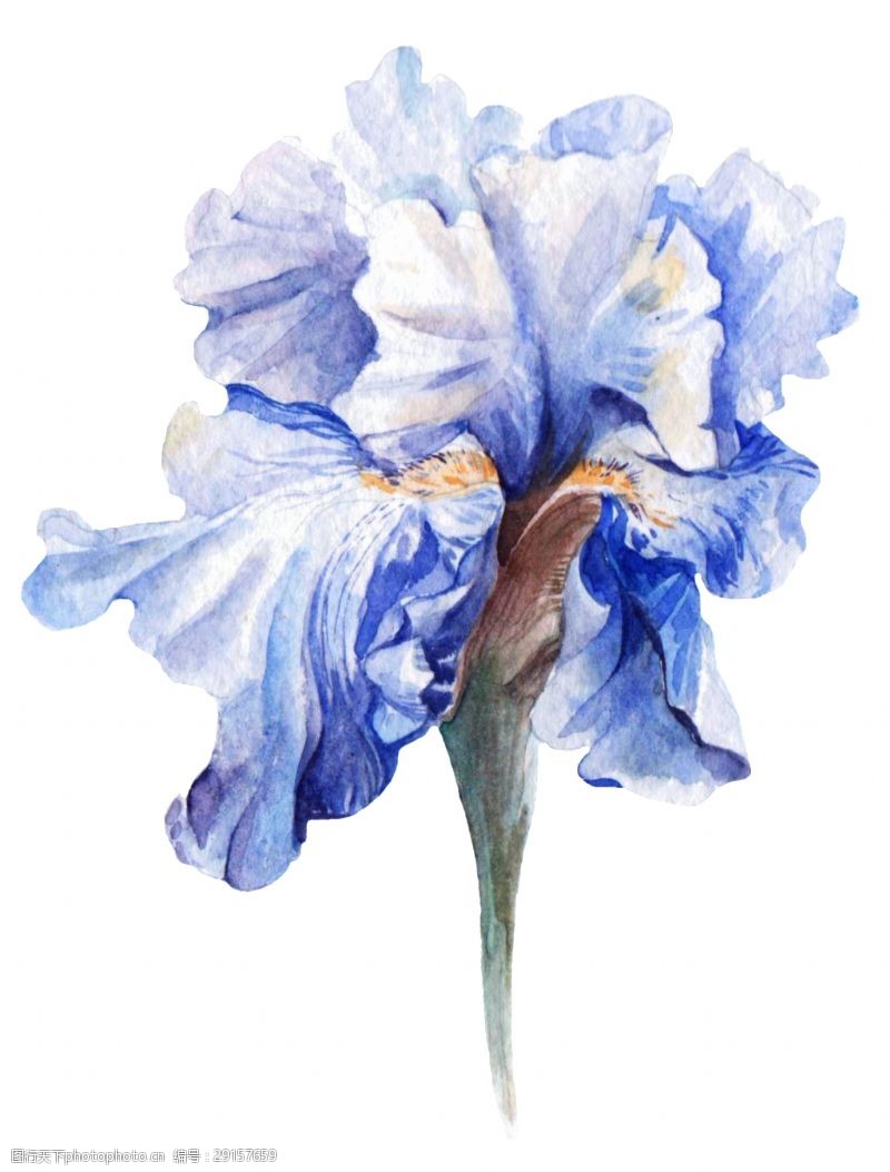 花束装饰淡蓝花蕊卡通透明素材