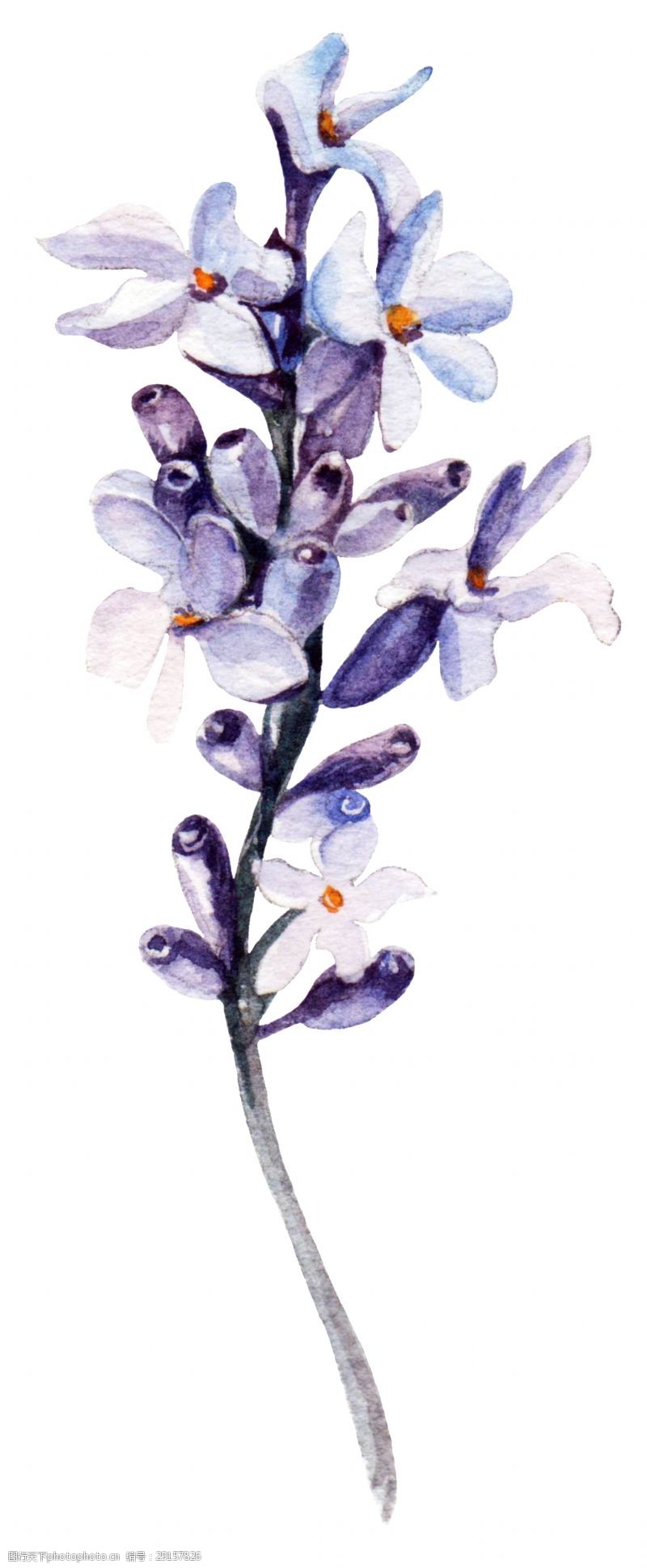 花束装饰紫白花束卡通透明素材