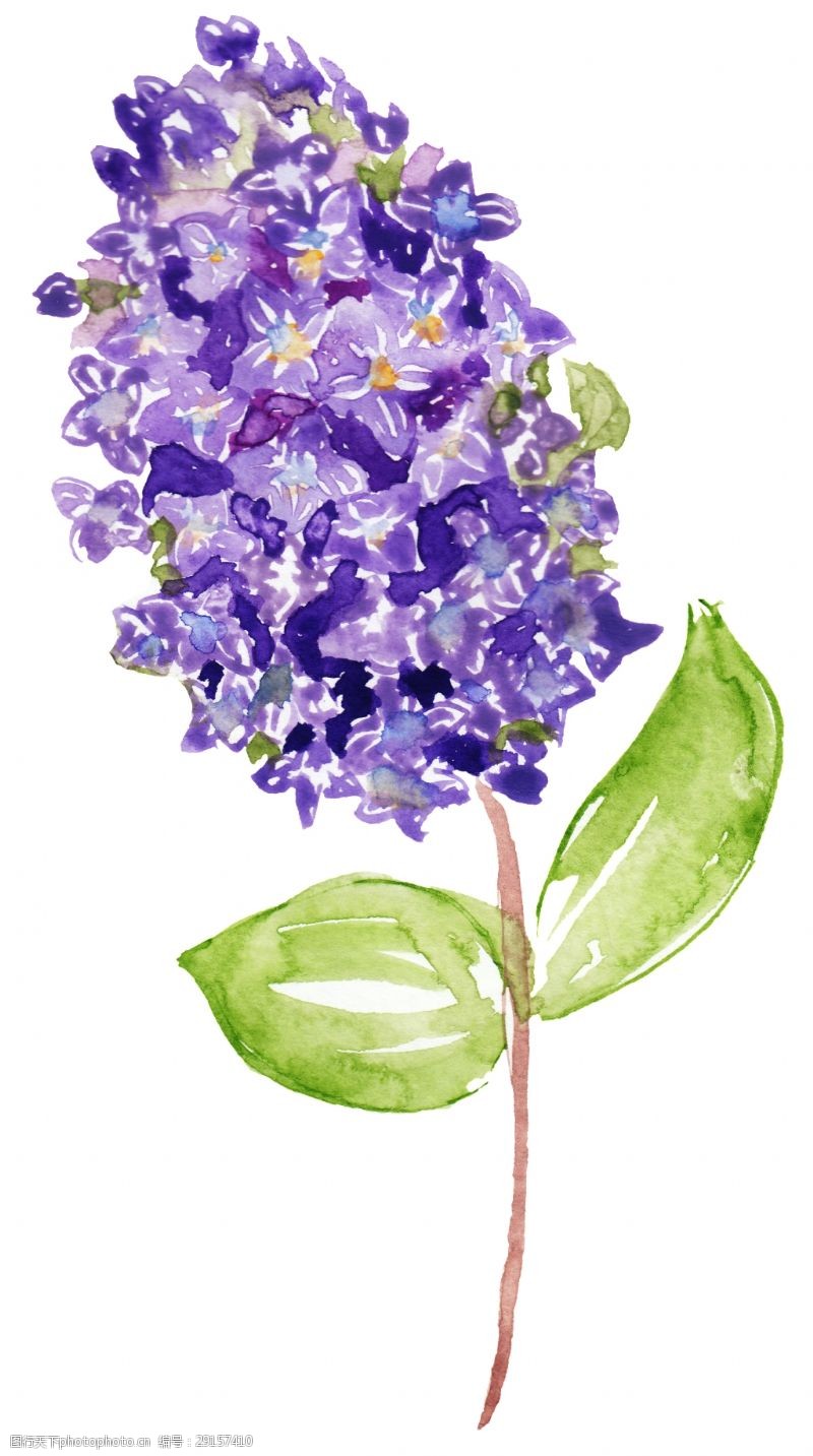 花束装饰紫馨花束卡通透明素材
