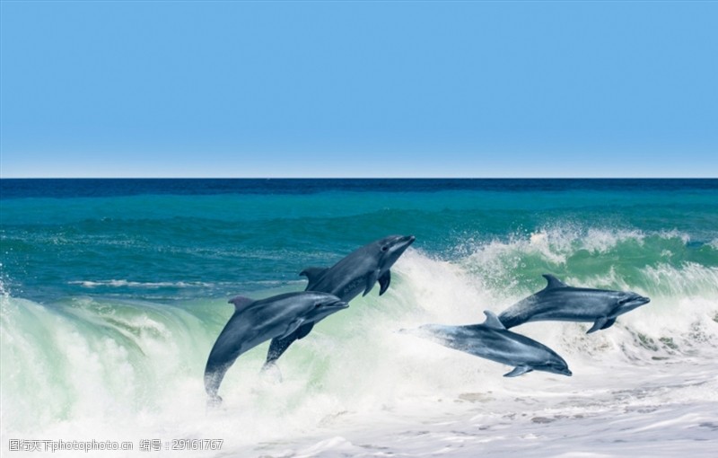海豚摄影海豚