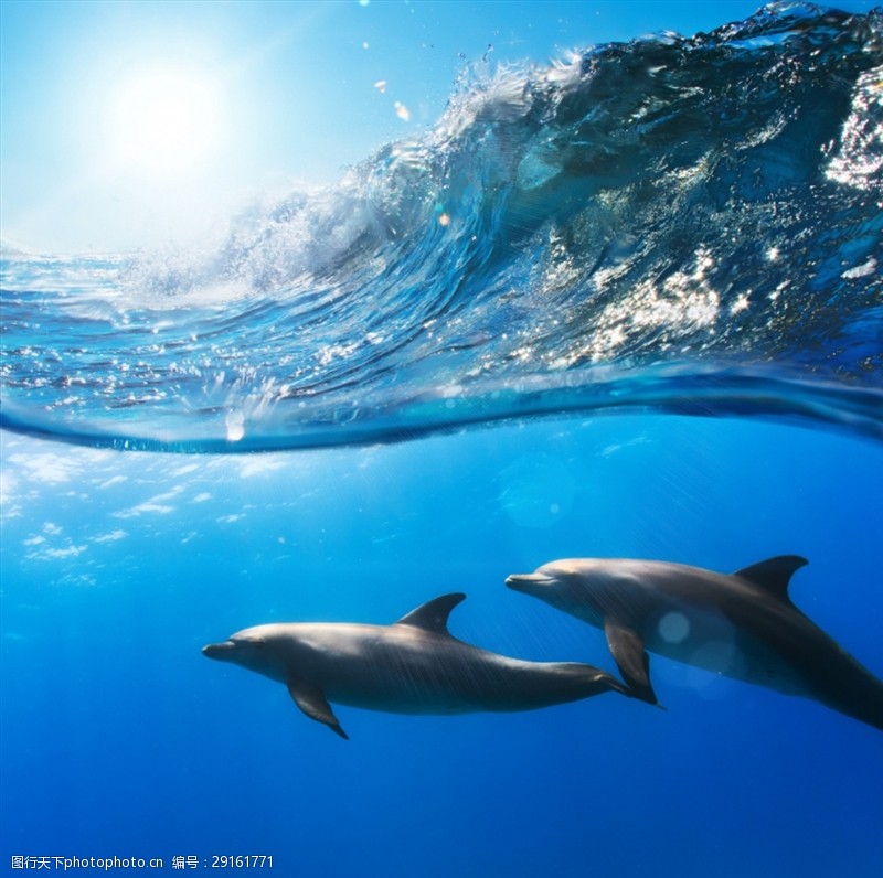 动物表演海豚