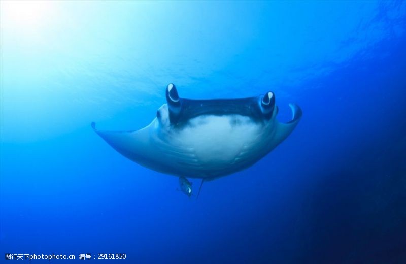 海豚摄影海洋世界