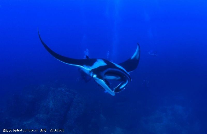 海豚摄影海洋世界