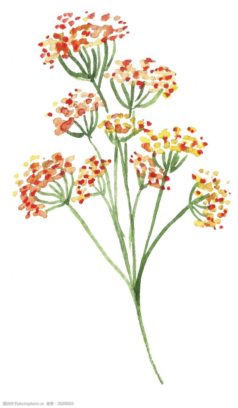 黄色花蕊红黄花束卡通水彩透明素材