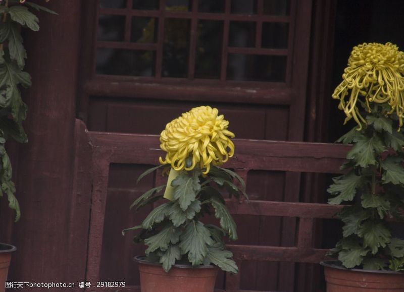 黄色花蕊菊花
