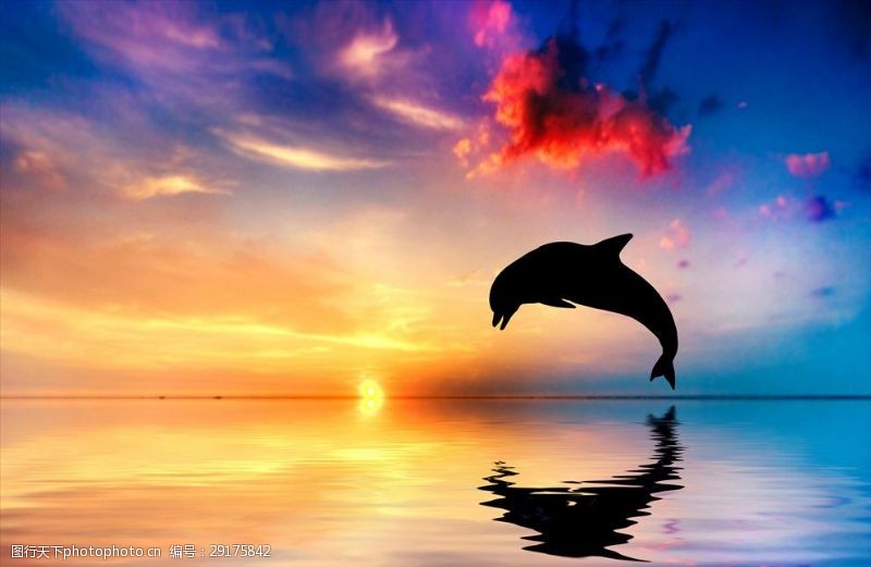 海豚摄影海豚跳出水面海洋日落