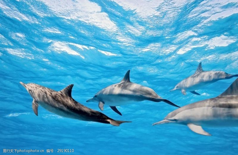 海豚摄影海底世界