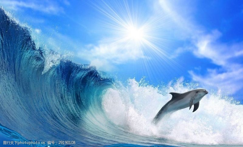 海豚摄影海浪海豚