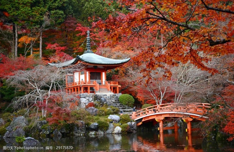 日本日本枫树日本京都市庭园池塘秋季小雁塔桥