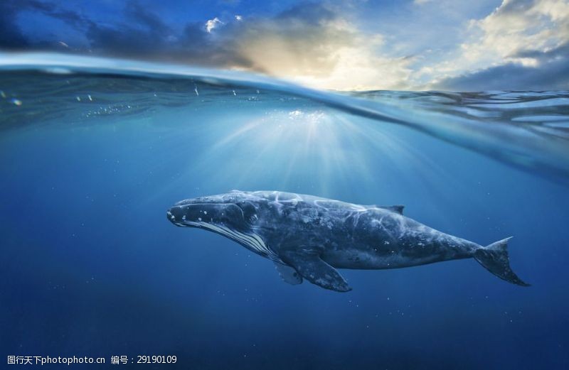 海豚摄影海底生物
