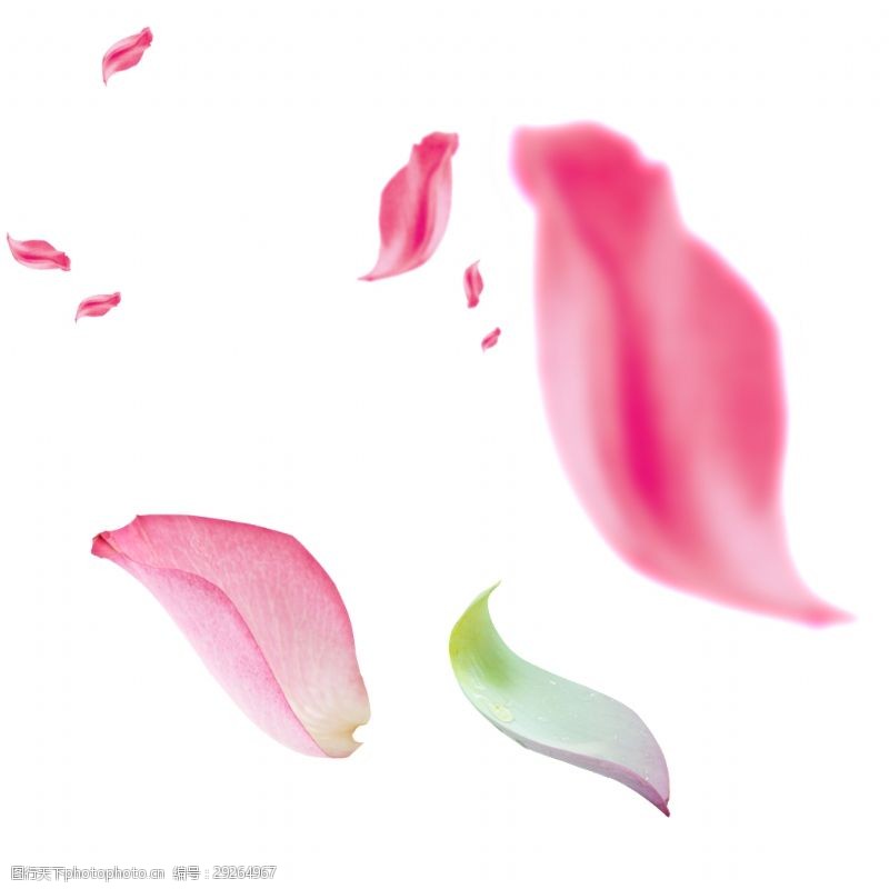 抠图专用唯美飘落粉色花瓣透明素材