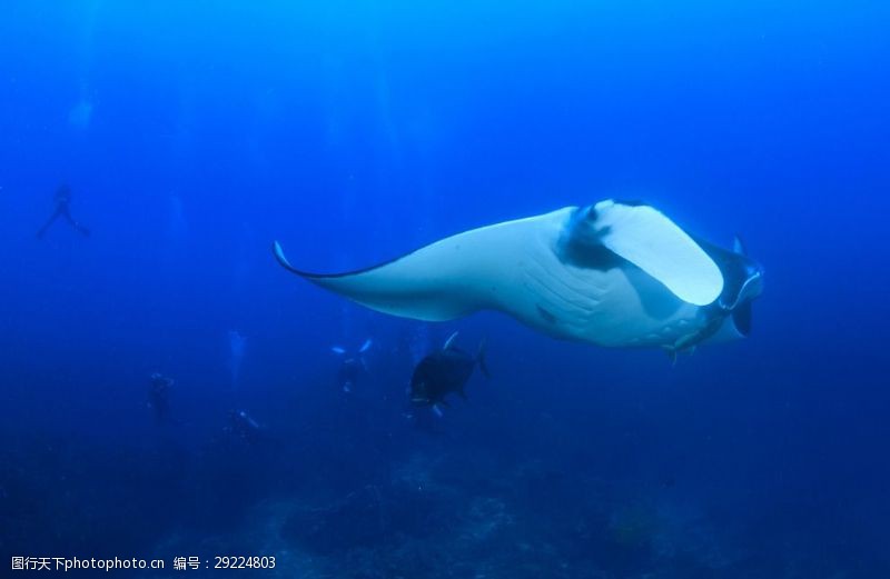 海豚摄影海底世界