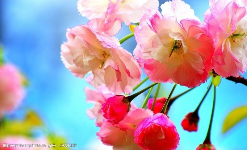桃花季鲜花鲜花背景