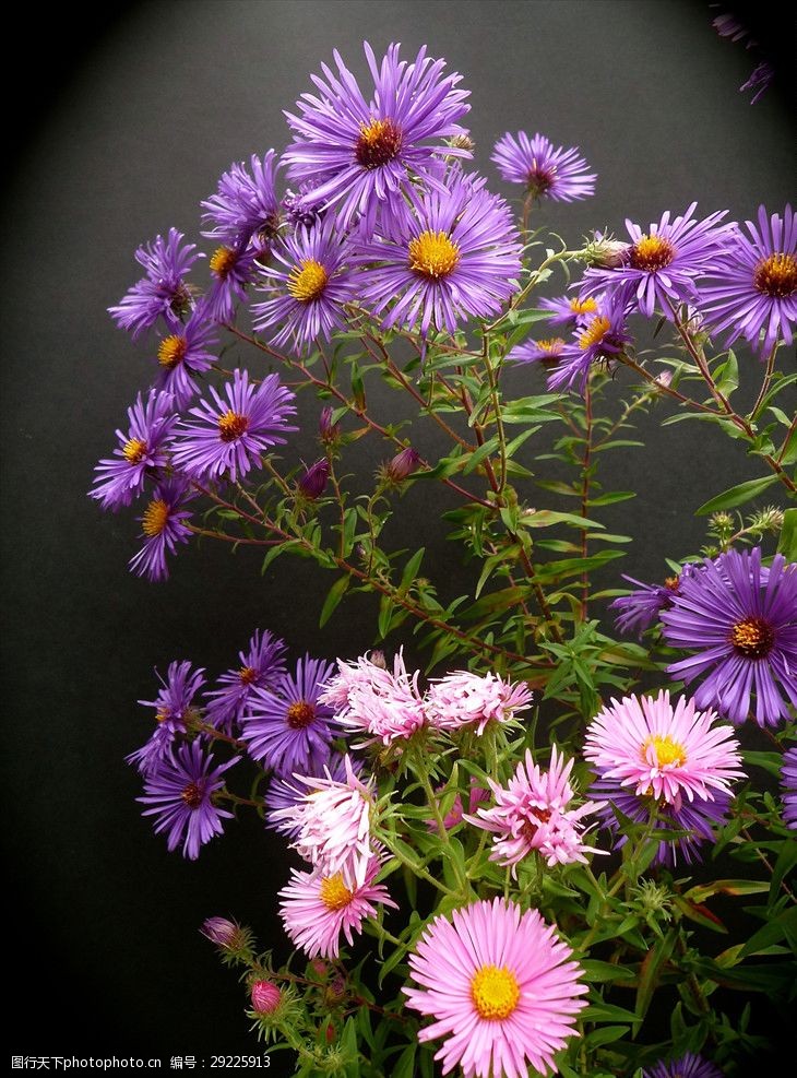 紫苑花束图片免费下载 紫苑花束素材 紫苑花束模板 图行天下素材网