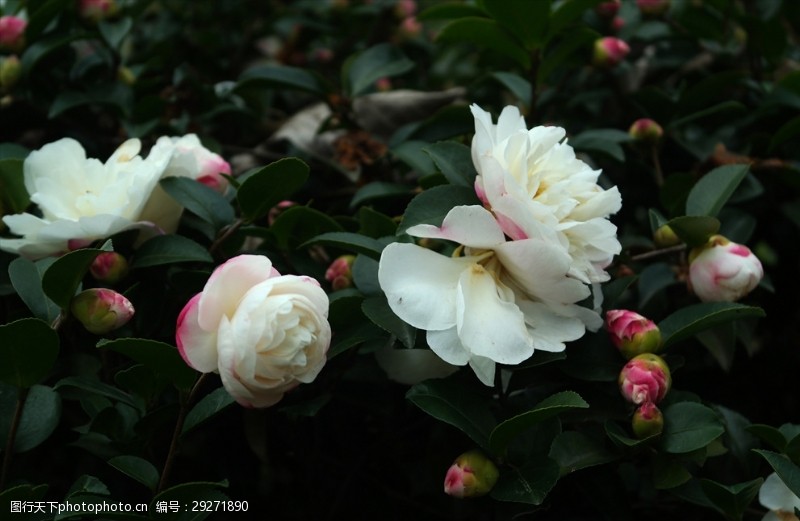 白山茶花图片免费下载 白山茶花素材 白山茶花模板 图行天下素材网