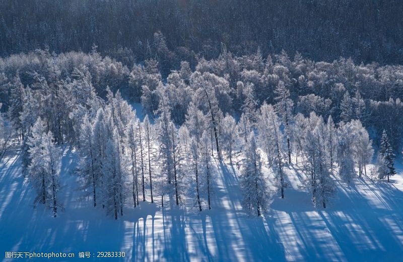 多娇江山冬日里的树林风景