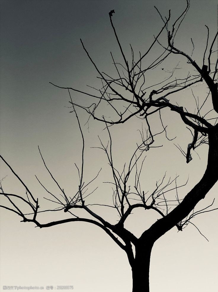 枯藤老树昏鸦图片免费下载_枯藤老树昏鸦素材_枯藤老树昏鸦模板-图行  
