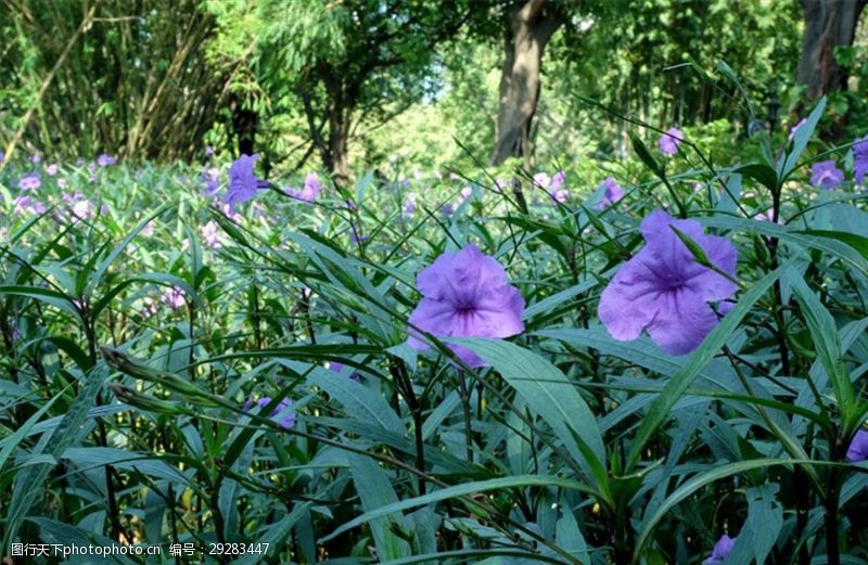 公园绿化紫色花