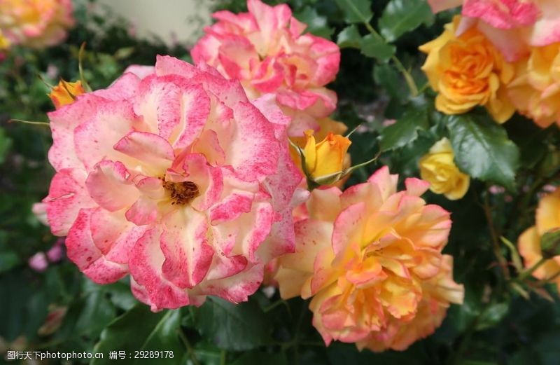 黄色花蕊蔷薇花