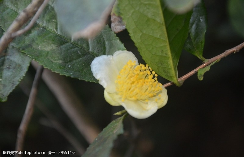 黄色花蕊油茶花