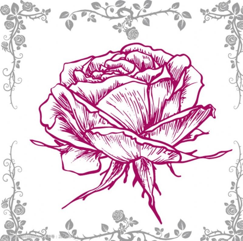 粉色玫瑰花束手绘玫瑰