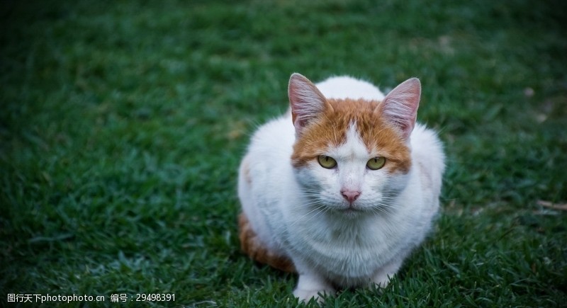 土耳其梵猫猫咪