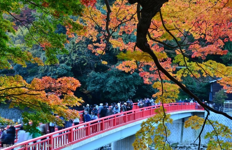 日本日本枫树香岚桥
