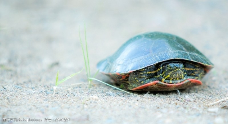 小龟王龟