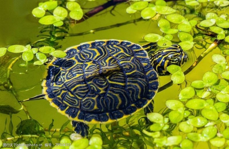 小龟王龟