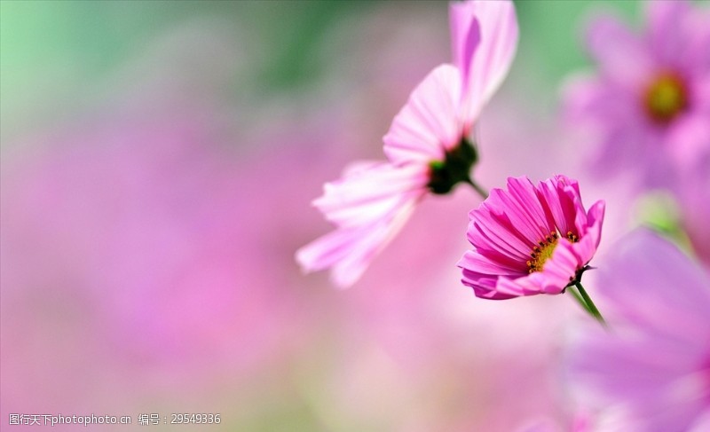 桑吉清新格桑花