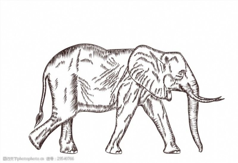 手稿手绘素描动物线稿