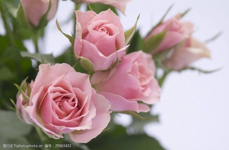牡丹花旅游粉色玫瑰花